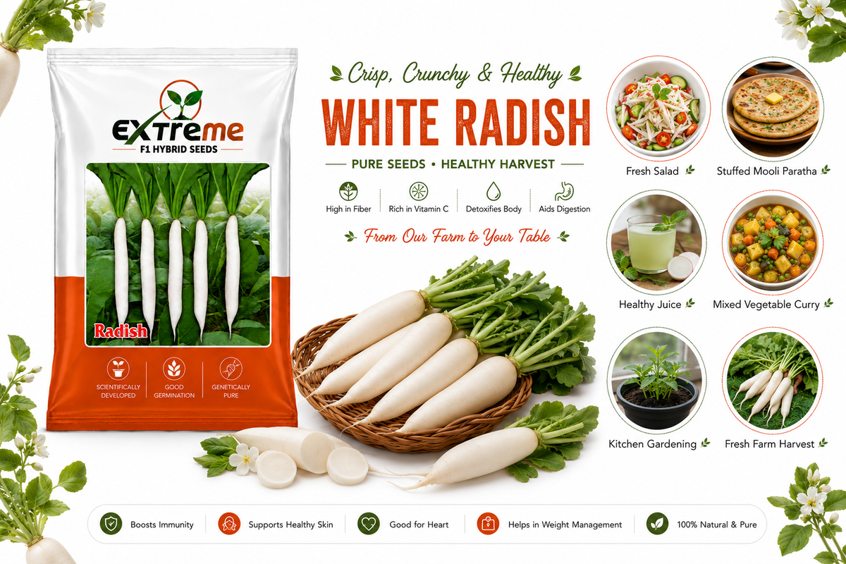 Extreme F1 Hybrid Palak Patta Radish Seeds 10g | White Radish Mooli Seeds | Good Germination Vegetable Seeds for Kitchen Garden, Home Garden & Farm