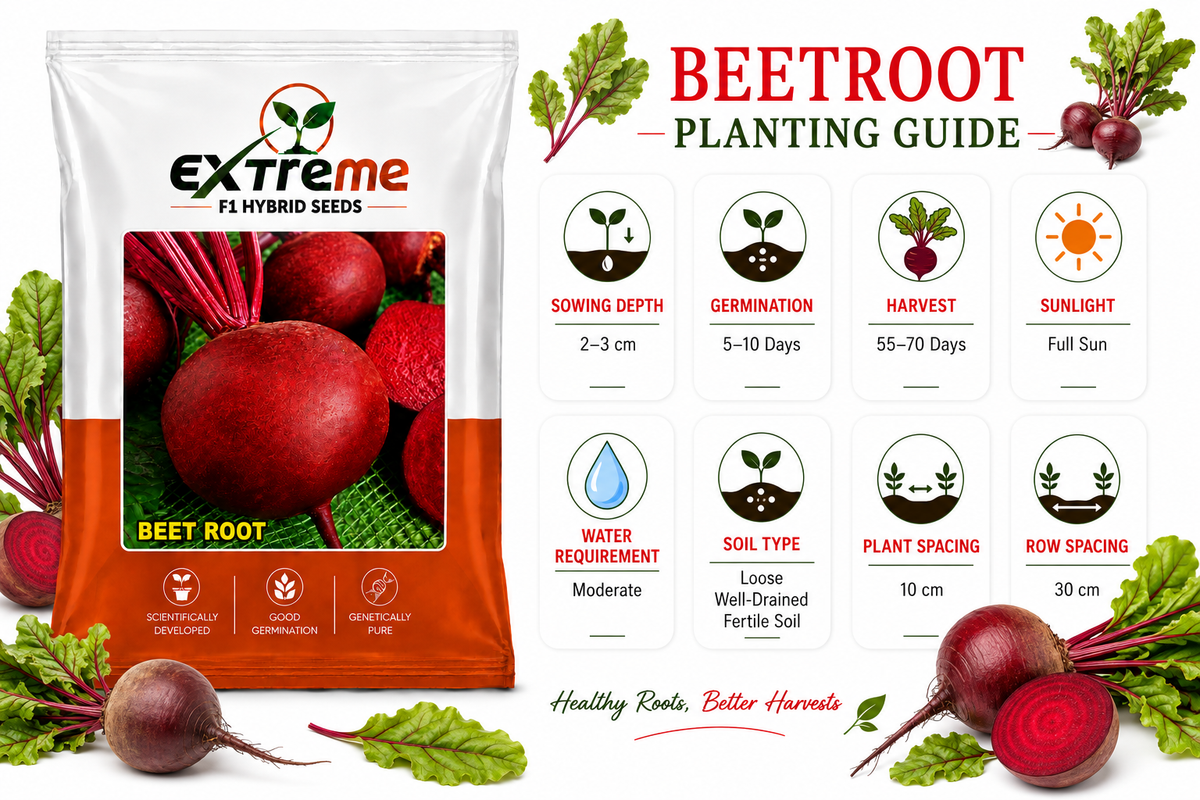 Extreme F1 Hybrid Beet Root (Chukandar) Seeds 5g | High Germination Vegetable Seeds for Kitchen Garden, Home Garden & Farm | Red, Nutritious, Round Beetroot Seeds