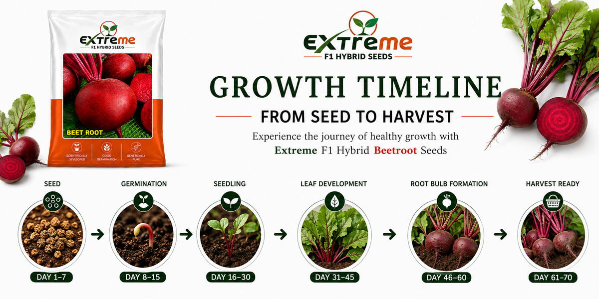 Extreme F1 Hybrid Beet Root (Chukandar) Seeds 5g | High Germination Vegetable Seeds for Kitchen Garden, Home Garden & Farm | Red, Nutritious, Round Beetroot Seeds