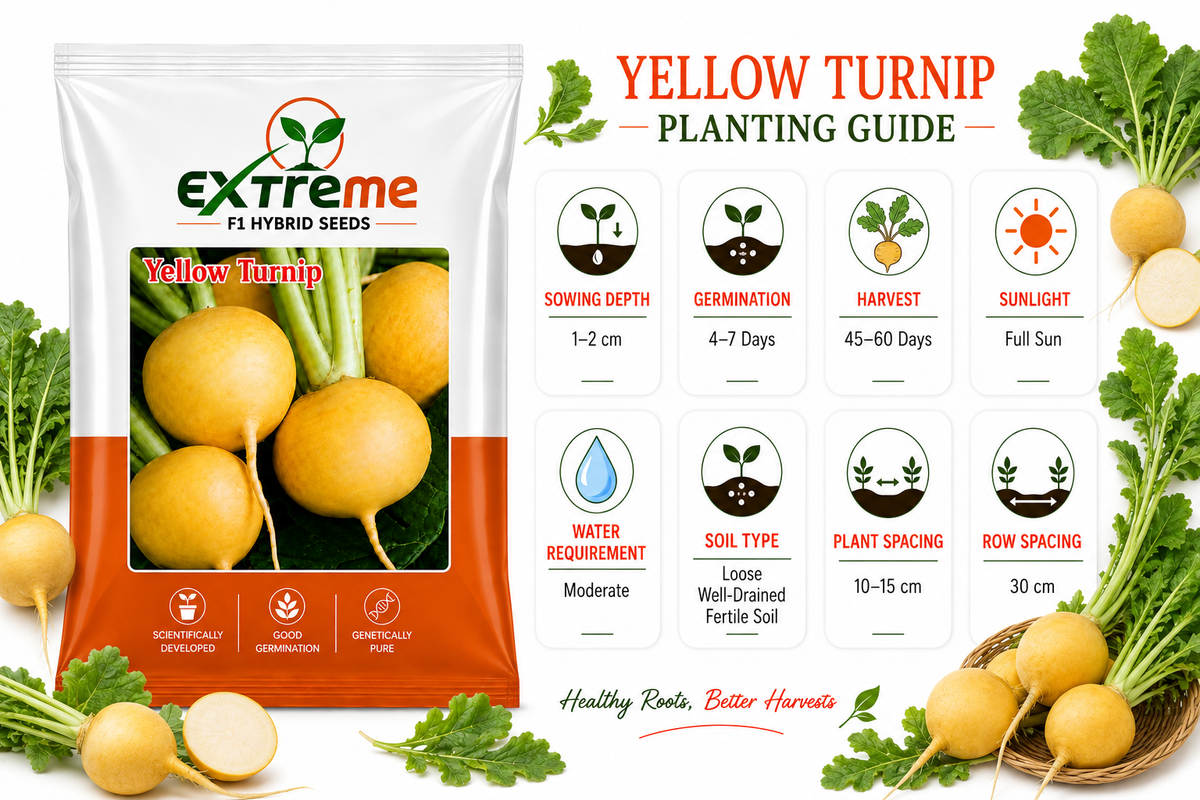 Extreme F1 Hybrid Yellow Turnip Seeds 10g | Yellow Turnip Beej | Vegetable Seeds for Kitchen Garden, Home Garden, Terrace Garden & Farming