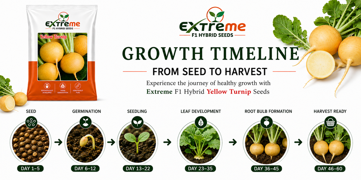 Extreme F1 Hybrid Yellow Turnip Seeds 10g | Yellow Turnip Beej | Vegetable Seeds for Kitchen Garden, Home Garden, Terrace Garden & Farming