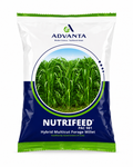 Advanta Nutrifeed PAC 981 Bajra Seeds - Fodder Seeds