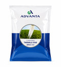 Advanta F1 Hybrid Twinkle Star Radish Seed, Smooth Root Surface And Good Taste