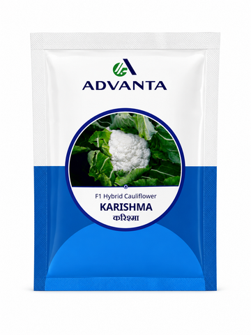 Advanta F1 Hybrid KRISHMA Cauliflower (GOBHI) Seeds, High Yield Variety For All Seasons