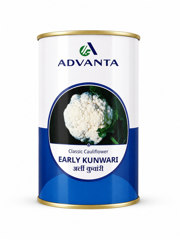 Advanta Classic OP Early Kunwari Cauliflower Seeds - (Gobhi Seeds) Dome-Shaped Cream Curds, Early Maturity