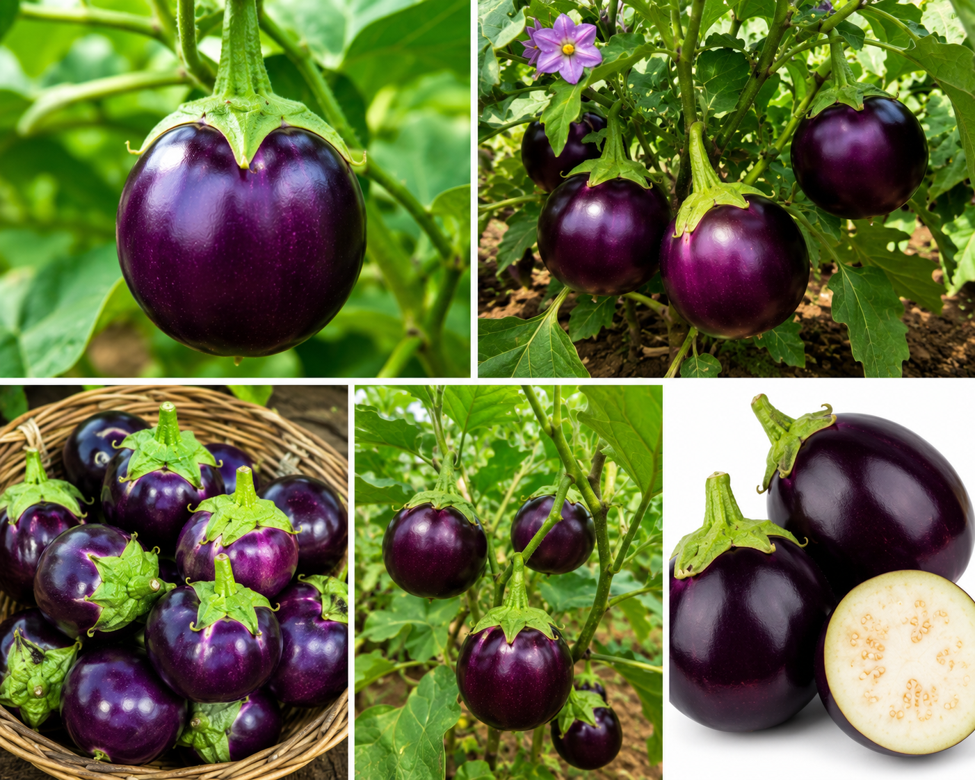 HRS Harsa Ram Brinjal (Round) BR-112 Seeds | High Yield Round Purple Eggplant Seeds for Outdoor Farming & Kitchen Garden