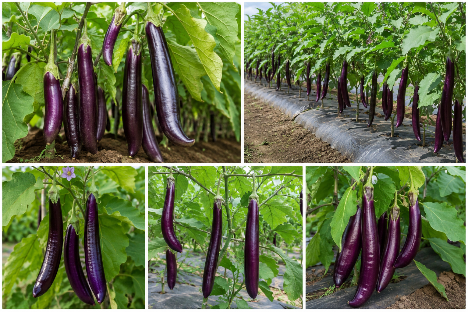 HRS Harsa Ram Brinjal  Neelam Long Special Seeds | High Yield Long Purple Brinjal Seeds for Outdoor Farming & Kitchen Garden