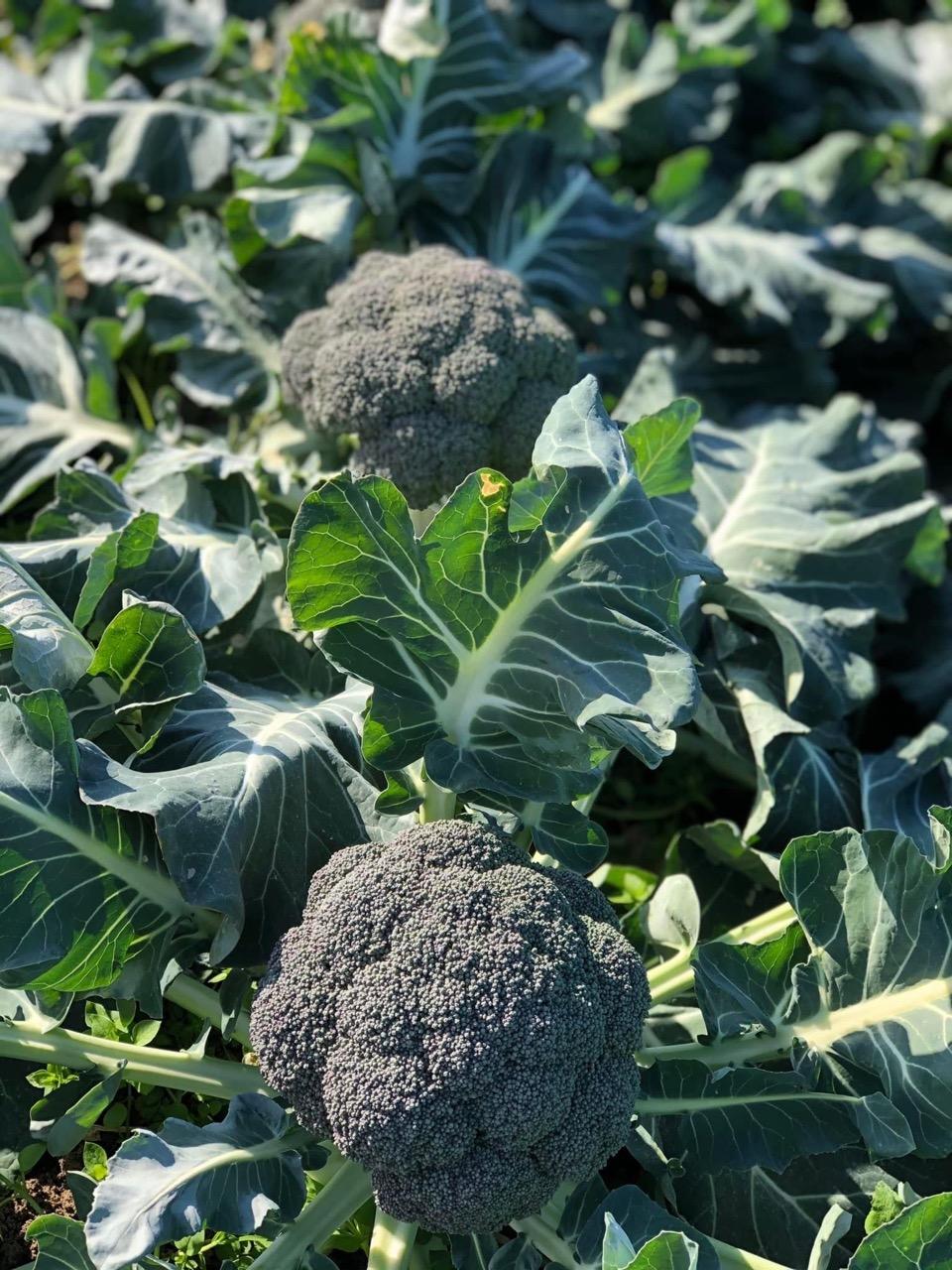 Gennext F1 Hybrid GS-181  Broccoli (GOBHI) Seeds, High Yield, Dark Green and Superior Quality