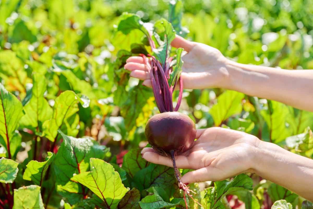 Team Seeds Imported Lali Beet Root Seeds (CHUKANDER)