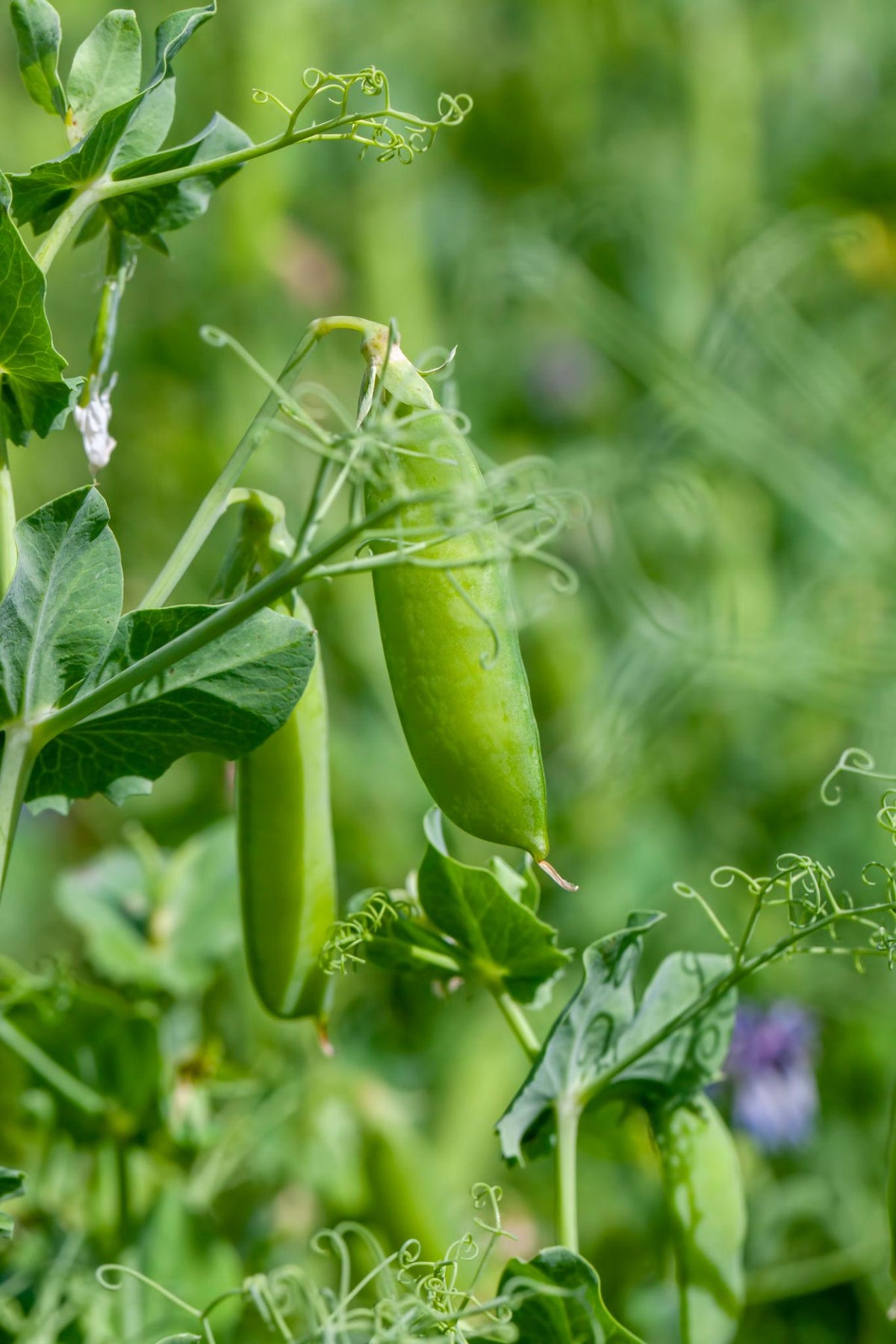 Advanta OP GS 10 Green Peas Seeds (MATAR)