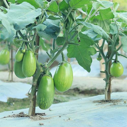 Aggarwal OP Bottle Gourd Seeds for Outdoor