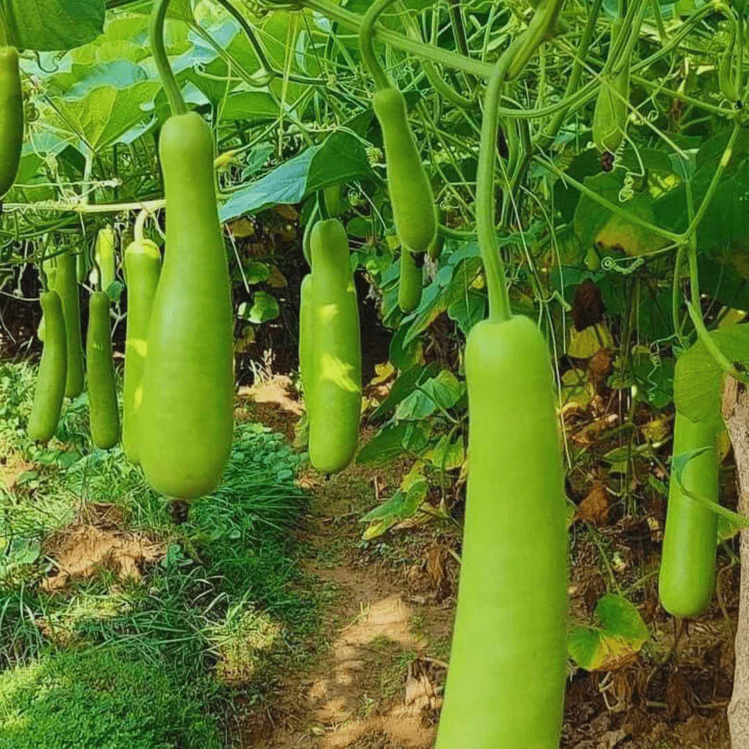 VNR Haruna F1 Hybrid Bottle Gourd Seeds (LOKI) With Different Varieties Very Early Hybrid And Early Bulker