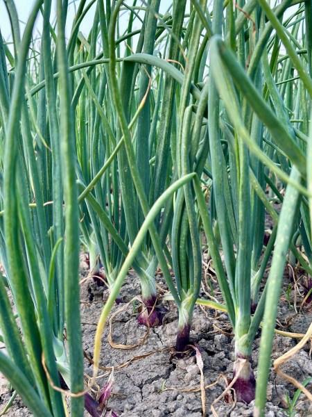 NEELAM OP BLACK PEARL ONION SEEDS (KANDA,PYAAZ BEEJ)