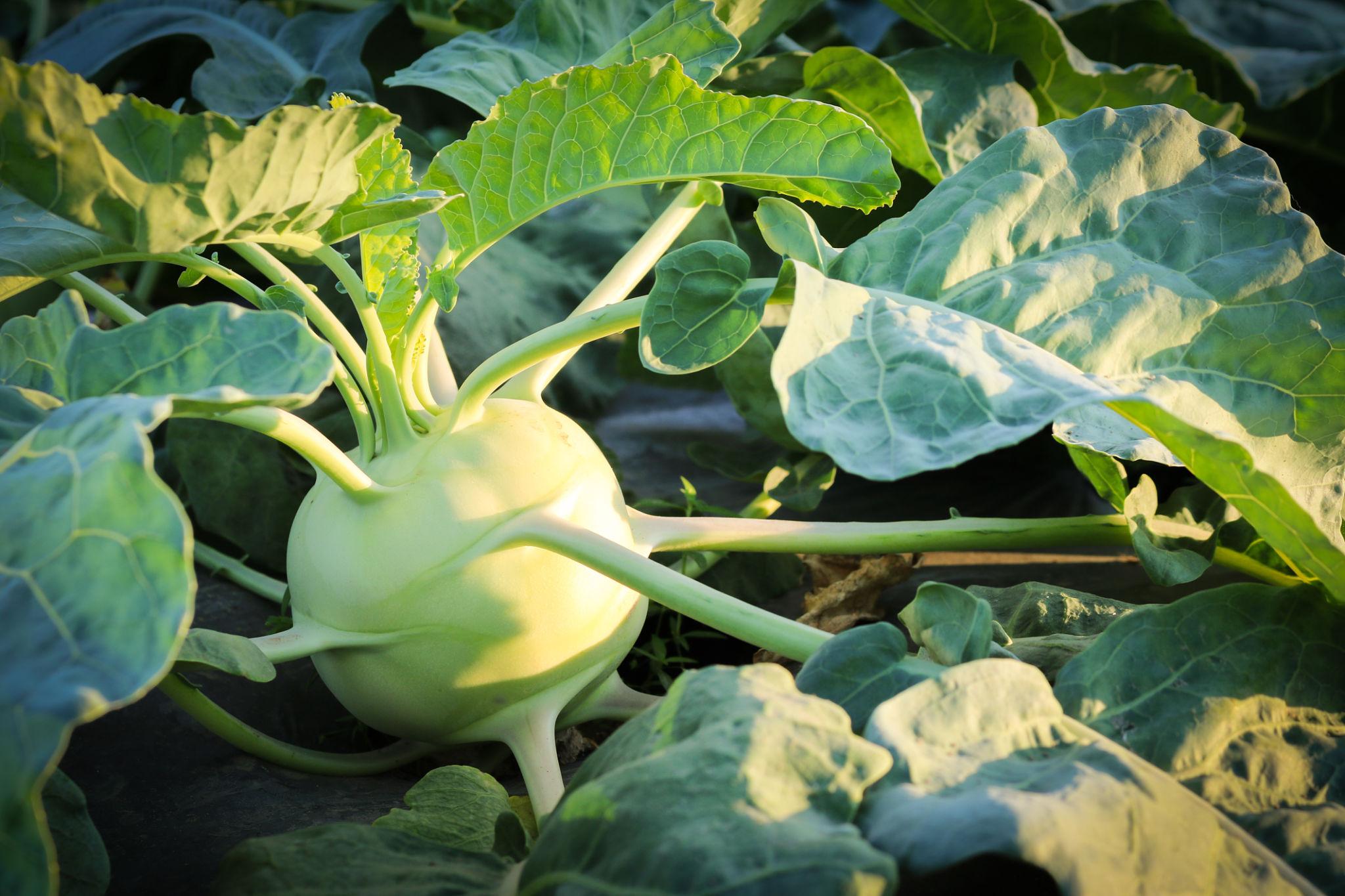 EXTREME SEEDS F1 Hybrid KNOL KHOL GREEN GATH GOBHI Seeds for Outdoor