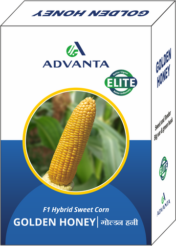Advanta F1 Hybrid Golden Honey Sweet Corn Seed - Sugary-Enhanced Hybrid With Tender, Flavorful And Sweet Kernels