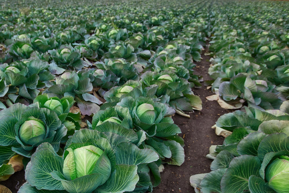 Bioseed Veg F1 Hybrid Shatabdi Cabbage Seeds (BAND, PATTA GOBHI)