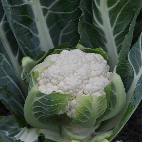 JK Sonio F1 Hybrid Cauliflower (Gobhi) Seeds for Outdoor Cultivation