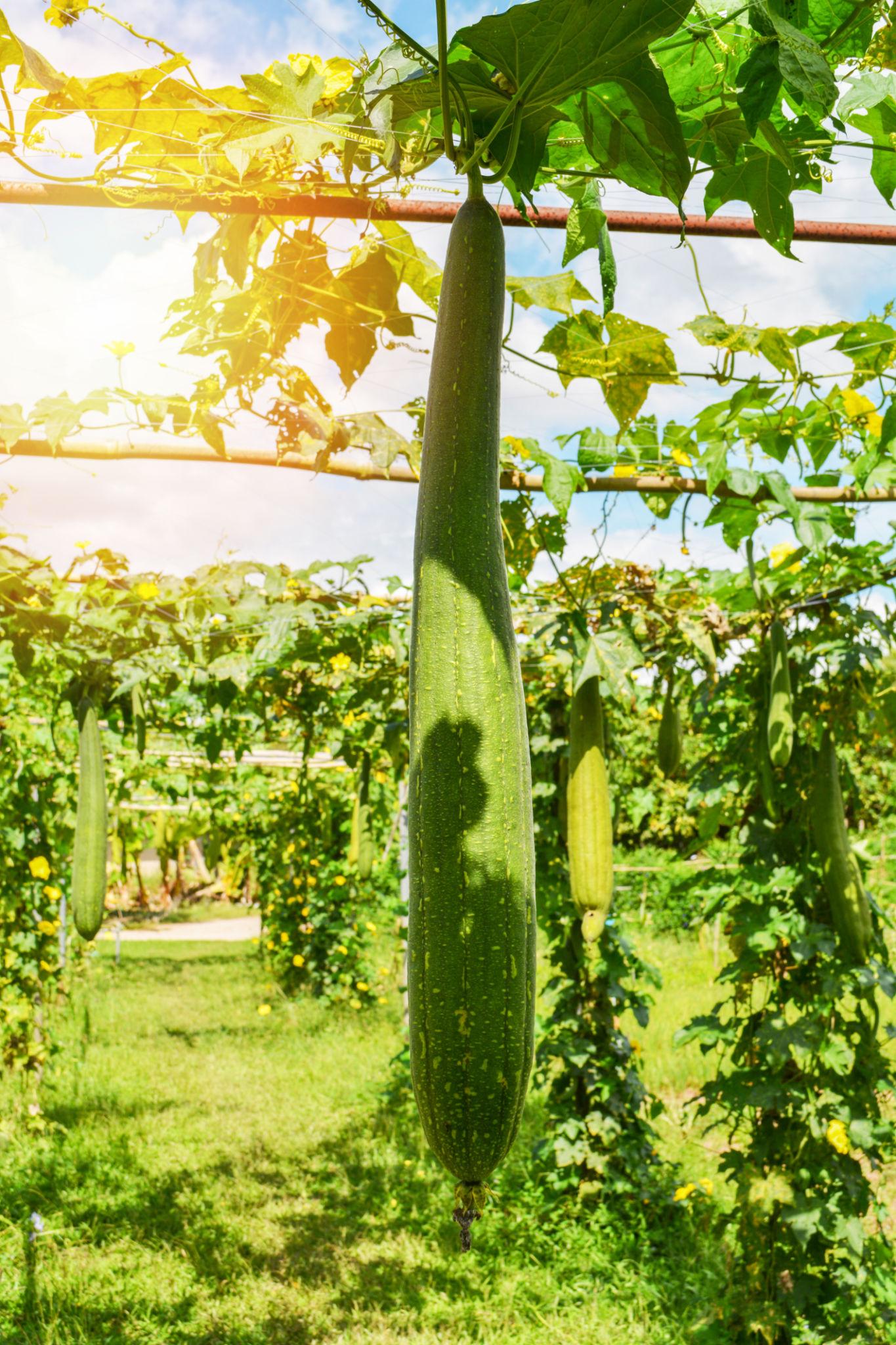 Advanta F1 Hybrid Sponge Gourd Damini-2  (Tori) Vegetable Seeds 10GM PACK