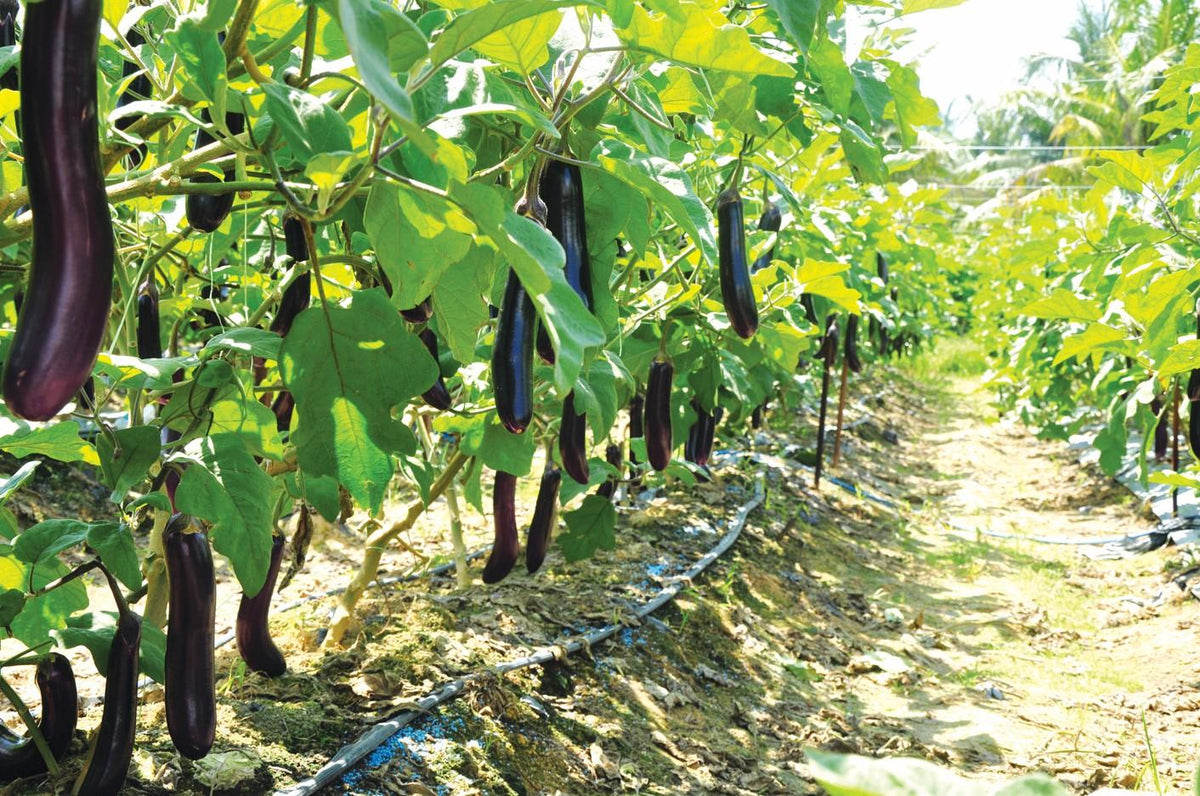 Bioseed Veg F1 Hybrid  Bioseed 613 Long Brinjal Seeds (BENGAN)