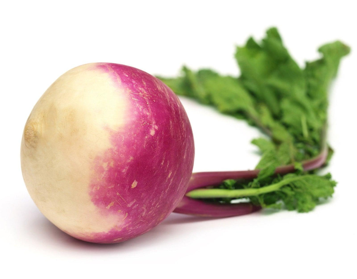 Team Seeds Purple Top (IMP) Turnip Top Seeds (SHALGAM)