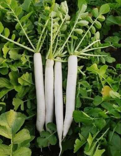 Team Seeds F1 Hybrid Clear White Radish Seeds (MOOLI)