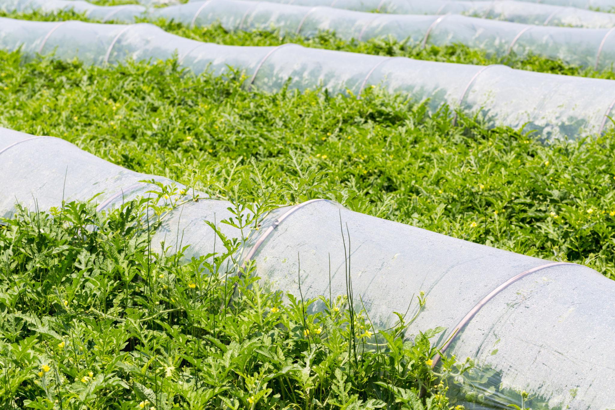 Syngenta Simbha Watermelon Seeds - (WMT 8630) (TARBOOZ) 1000 SEEDS PACK