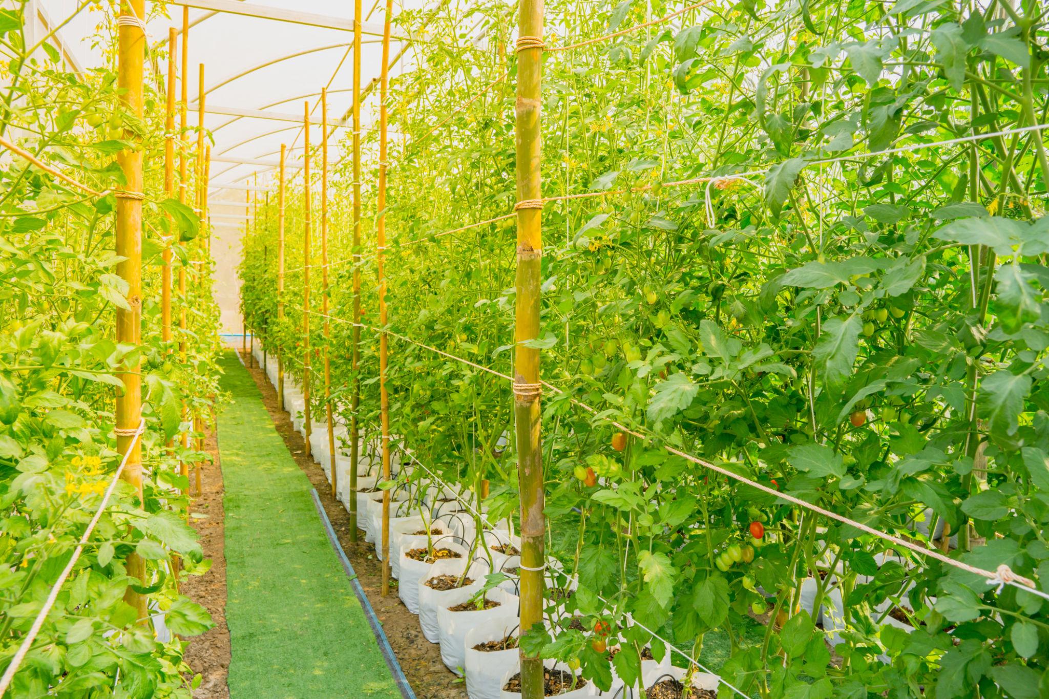 BIOSEED 2293 F1 Hybrid Tomato Seeds (TAMATAR) Suitable For All Seasons