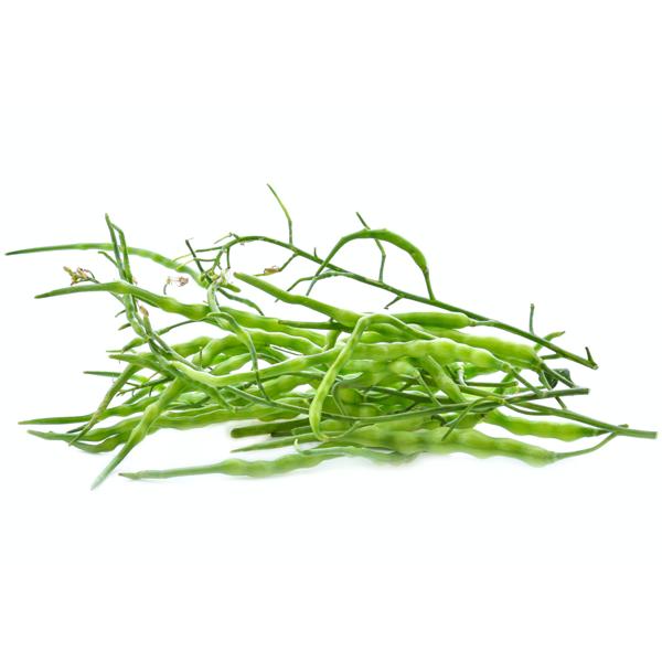 EXTREME SEEDS SINGRA Seeds for Outdoor