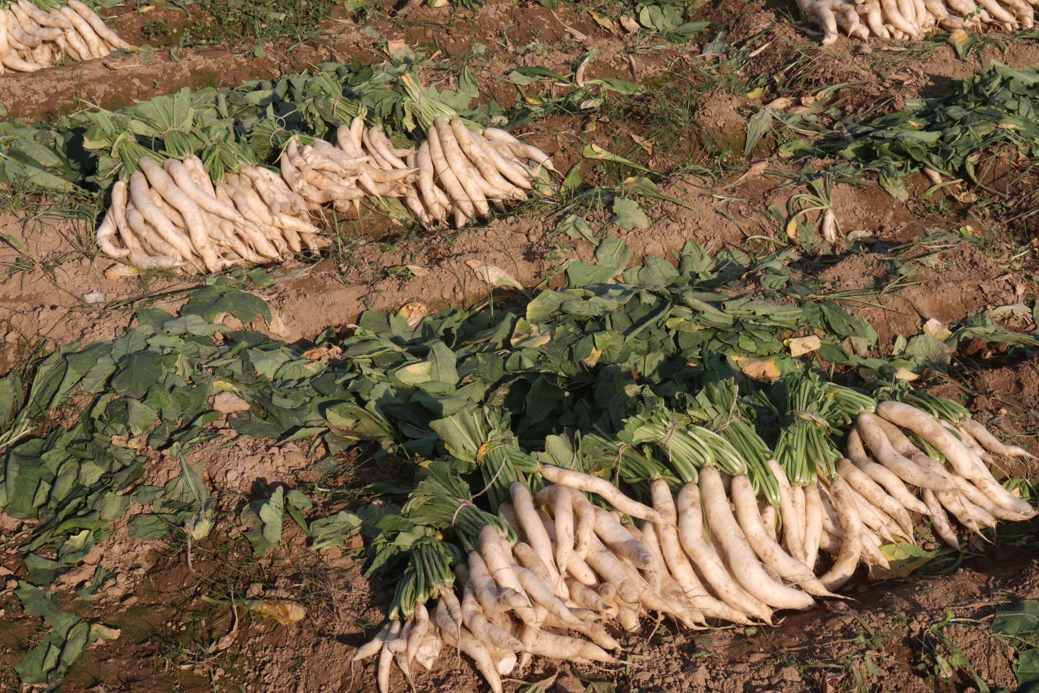 EXTREME SEEDS F1 Hybrid MANDAKINI Radish Seeds Early Maturity Variety, Semi Erect Plant
