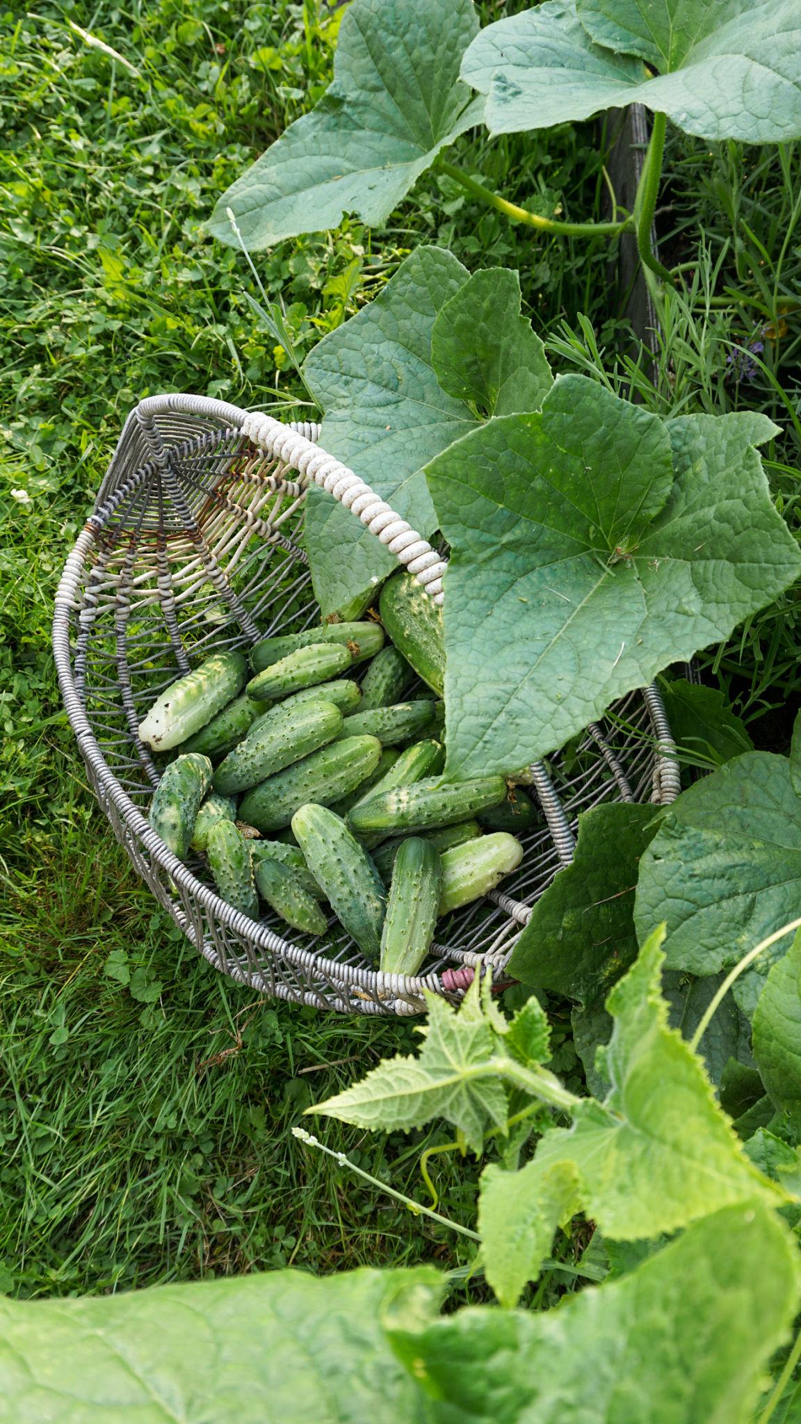 Agro Seeds Summer Express Cucumber Seeds (kheera) for outdoor
