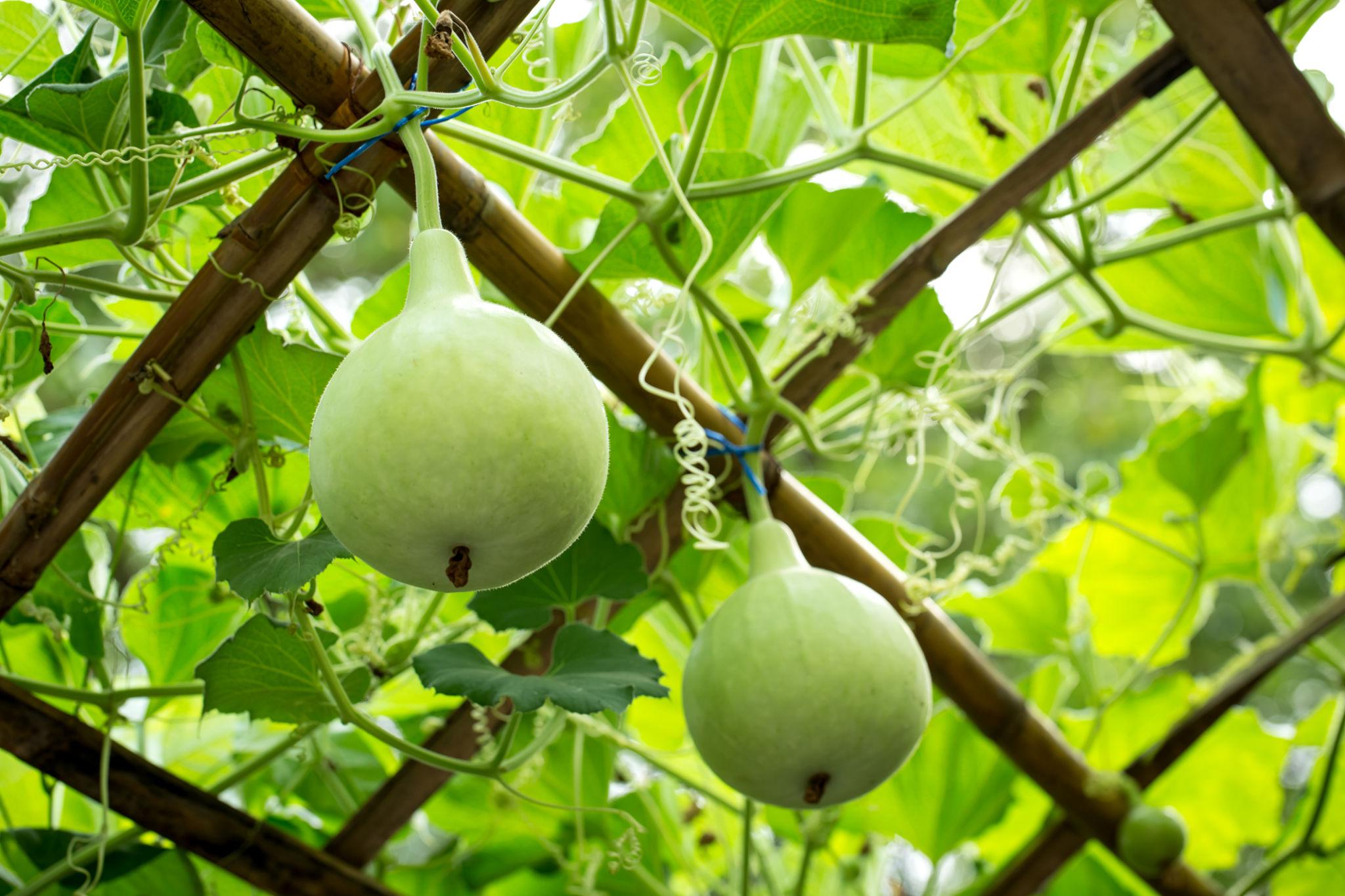 Advanta F1 Hybrid BGT 060 Bottle Gourd Seeds (KADDU & GHIYA) High Yielding Variety, Pista Green Color