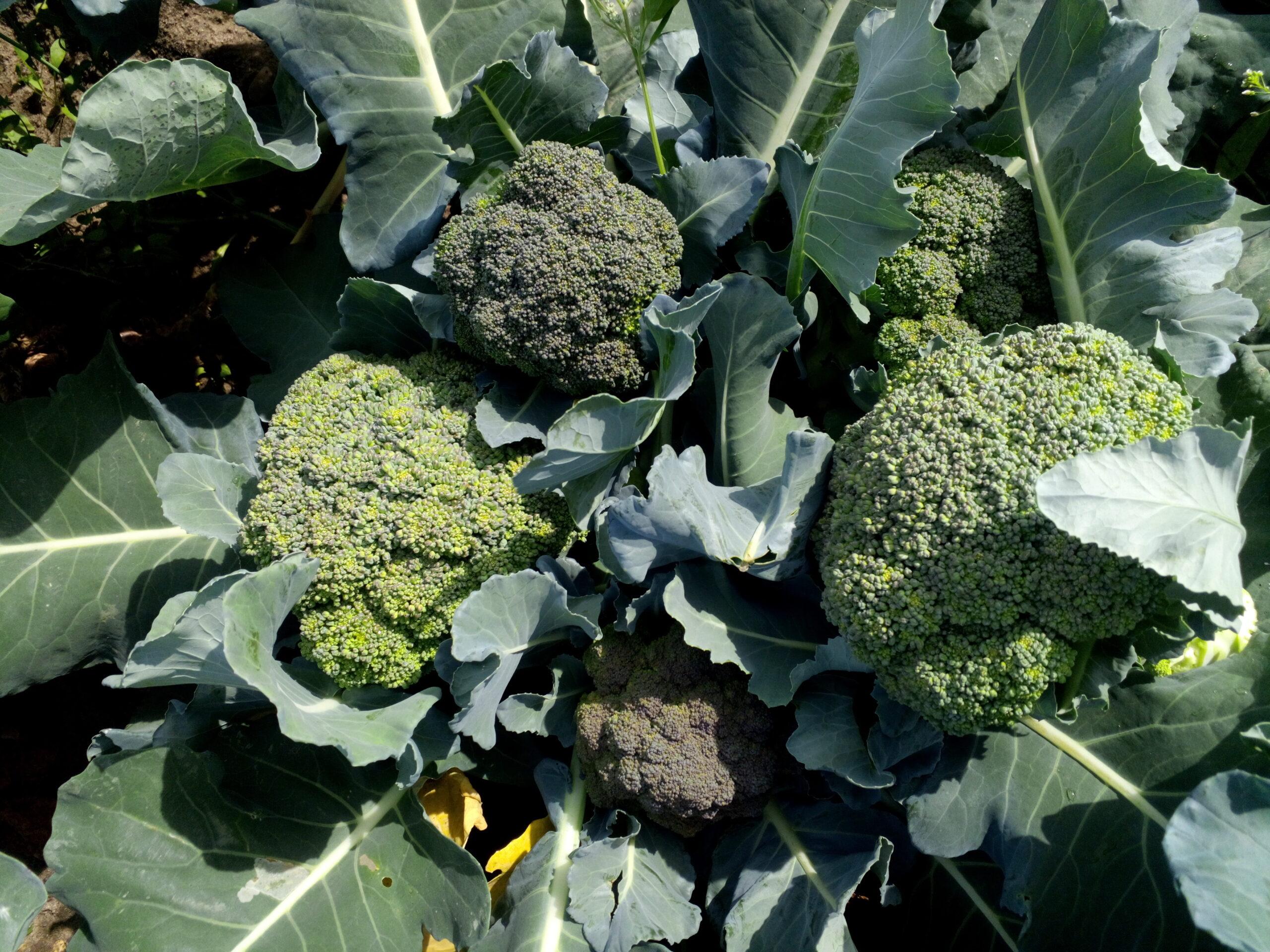 Gennext F1 Hybrid GS-181  Broccoli (GOBHI) Seeds, High Yield, Dark Green and Superior Quality