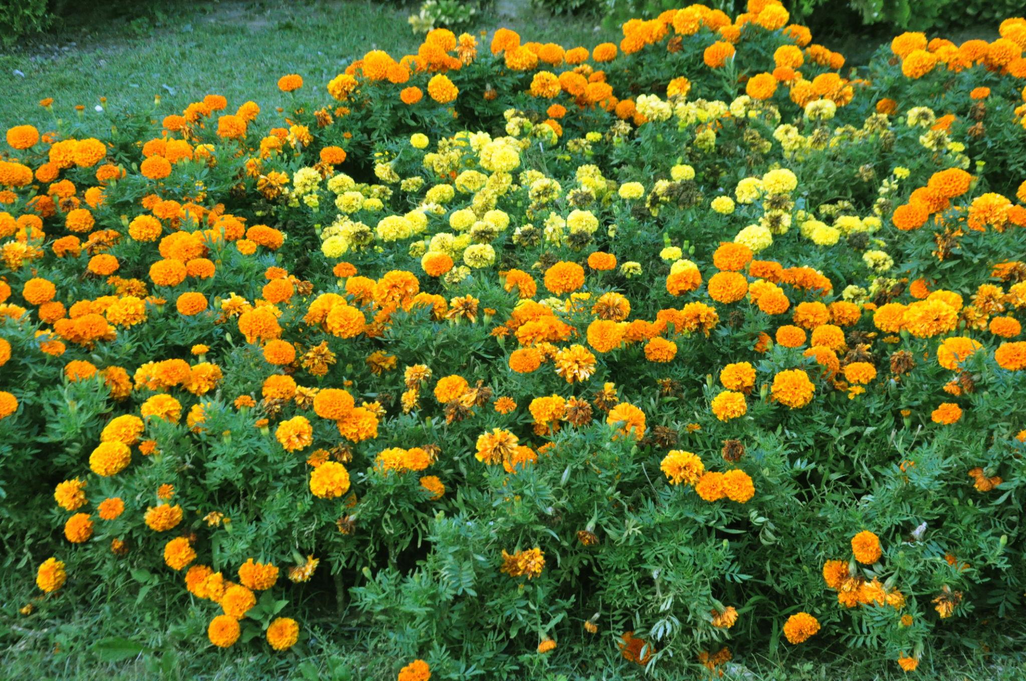 Indus Seeds Orbit Marigold F1 Hybrid Flower Seeds, Golden Yellow, Compact Ball Shape, High Yield