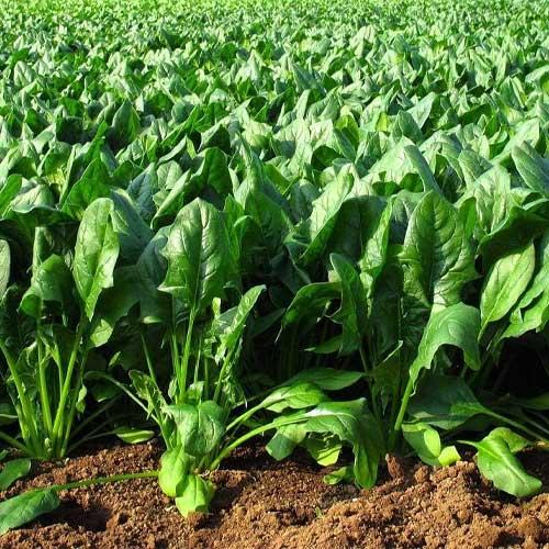 Team Seeds F1 Hybrid Jasmeet Palak Seeds