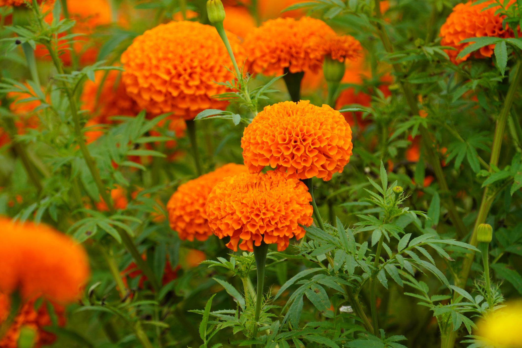 Indus Seeds Orbit Marigold F1 Hybrid Flower Seeds, Golden Yellow, Compact Ball Shape, High Yield