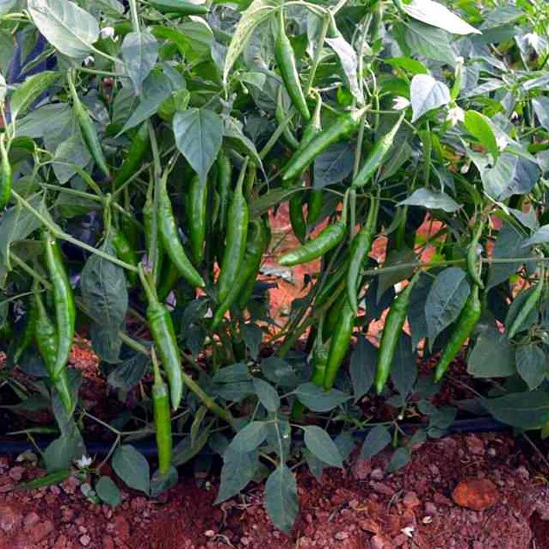United Genetics Chilli-8307 Chilli Seeds - (Mirchi Seeds) For Fresh Market And Processing Purpose, High Pungent