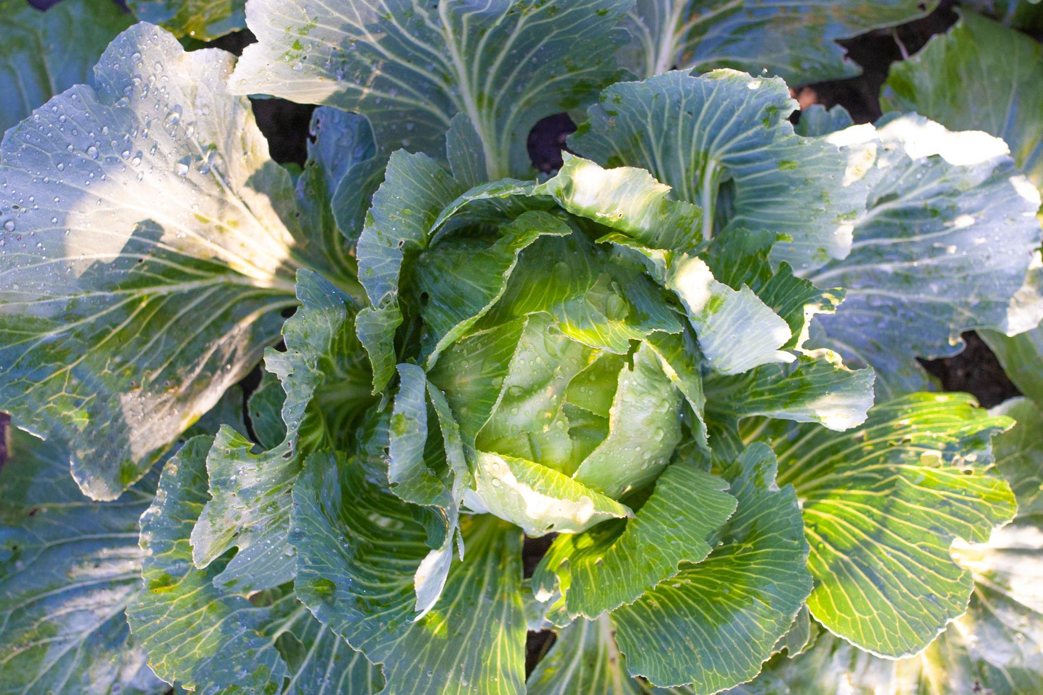 EXTREME SEEDS F1 Hybrid GREEN BALL Cabbage Seeds (BAND GOBI) Round The Year Variety, Bluish-Green Color