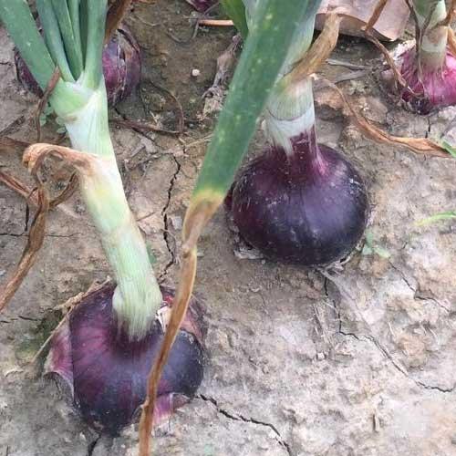 NEELAM OP BLACK PEARL ONION SEEDS (KANDA,PYAAZ BEEJ)