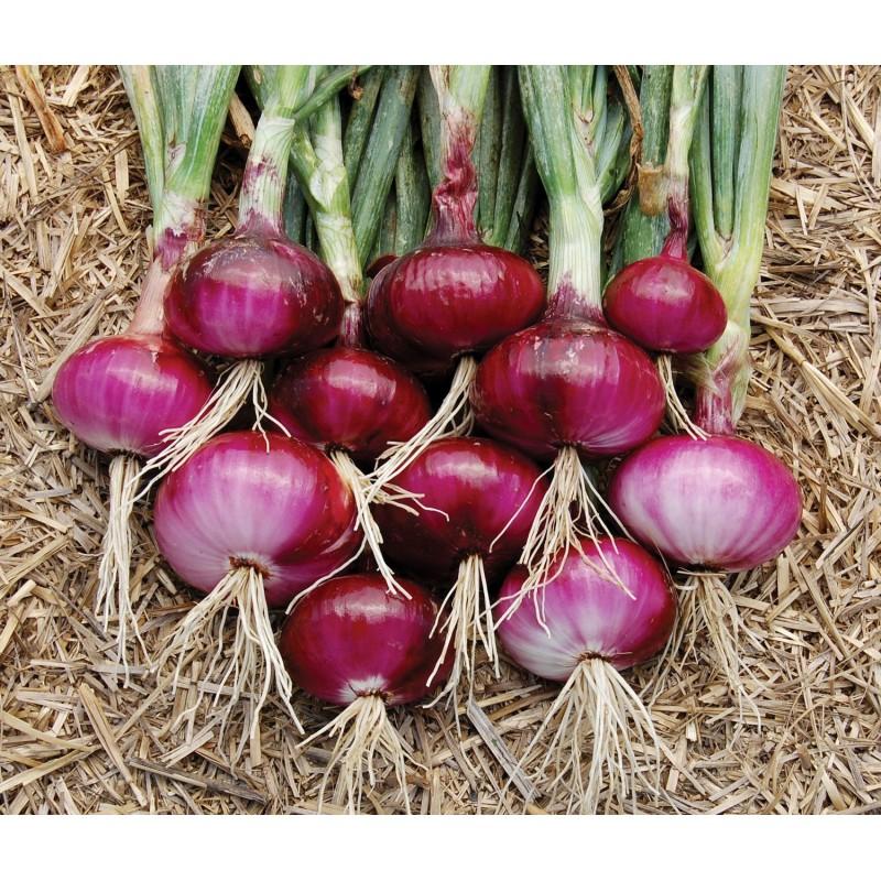 Jindal Nasik Red N-53 Onion Seeds - (Kanda, Pyaaz) High Yielding, Medium Red Flat Oval Bulbs For All Seasons