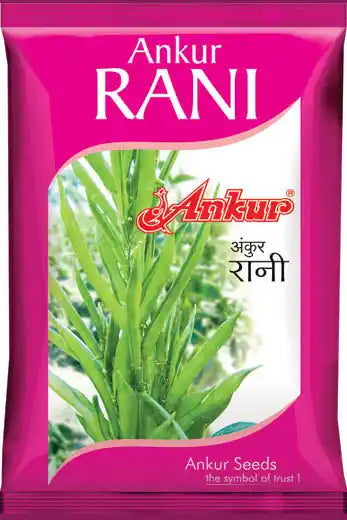 Ankur Seed Rani Cluster Beans Vegetable Seeds, Guar Ke Beej, High Yielding Variety For Kharif and Summer