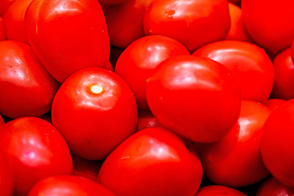 Bioseed Veg F1 Hybrid Kailash Tomato Seeds (TAMATAR)