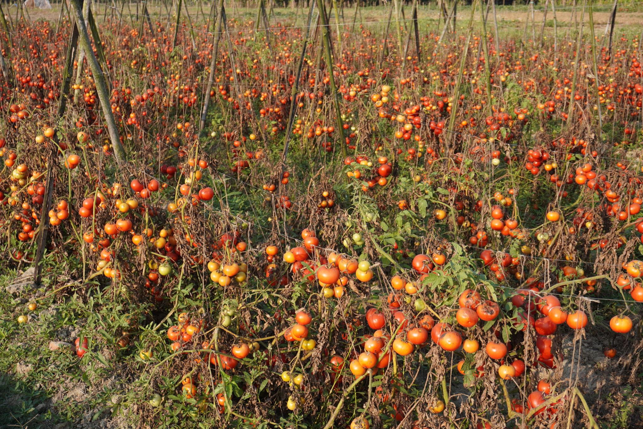 Advanta ADVANTA F1 Hybrid  575 Tomato Seeds - (Tamatar Seeds) High TYLCV Tolerant, Suitable For Summer Season