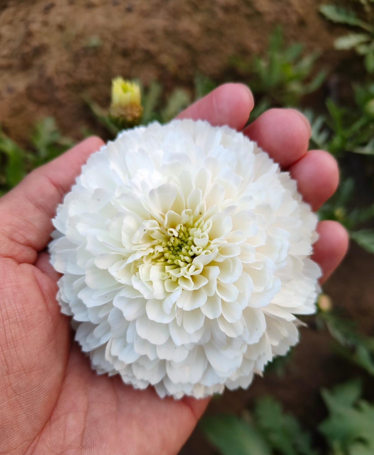 Indus Seeds F1 Hybrid Bijilee Shubhra Seeds, Bijilee Fool Ke Beej, Bijilee Seeds, Very Good Quality.