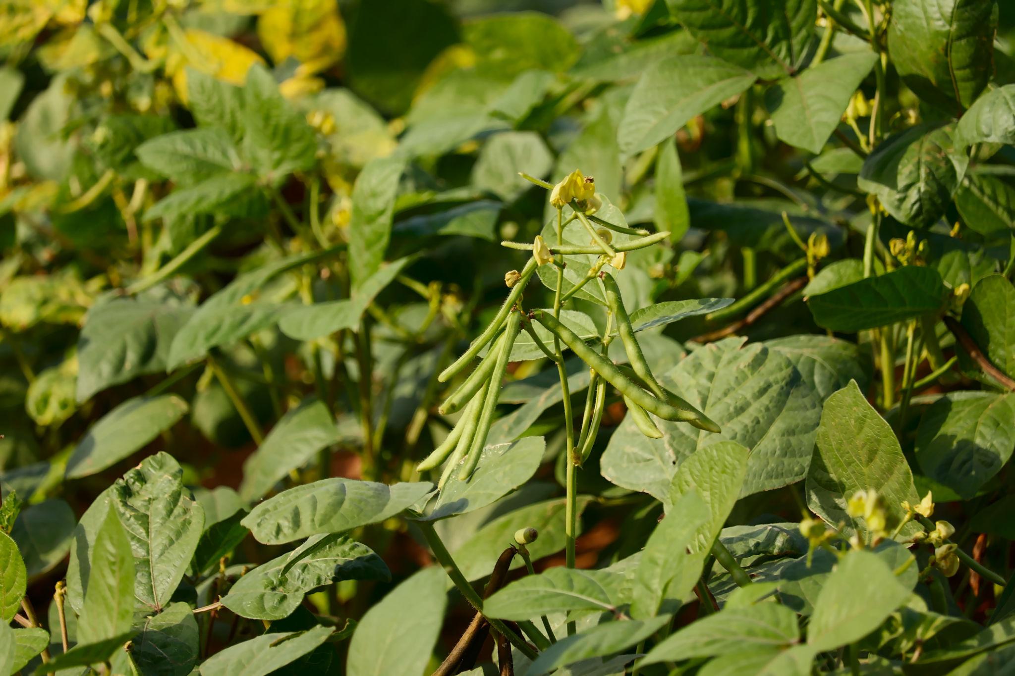 IFSA Banshi Gold Plus Research Moong Seeds Early Maturity High Yield Variety