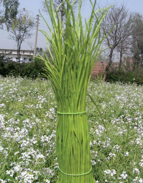 EXTREME SEEDS SINGRA Seeds for Outdoor
