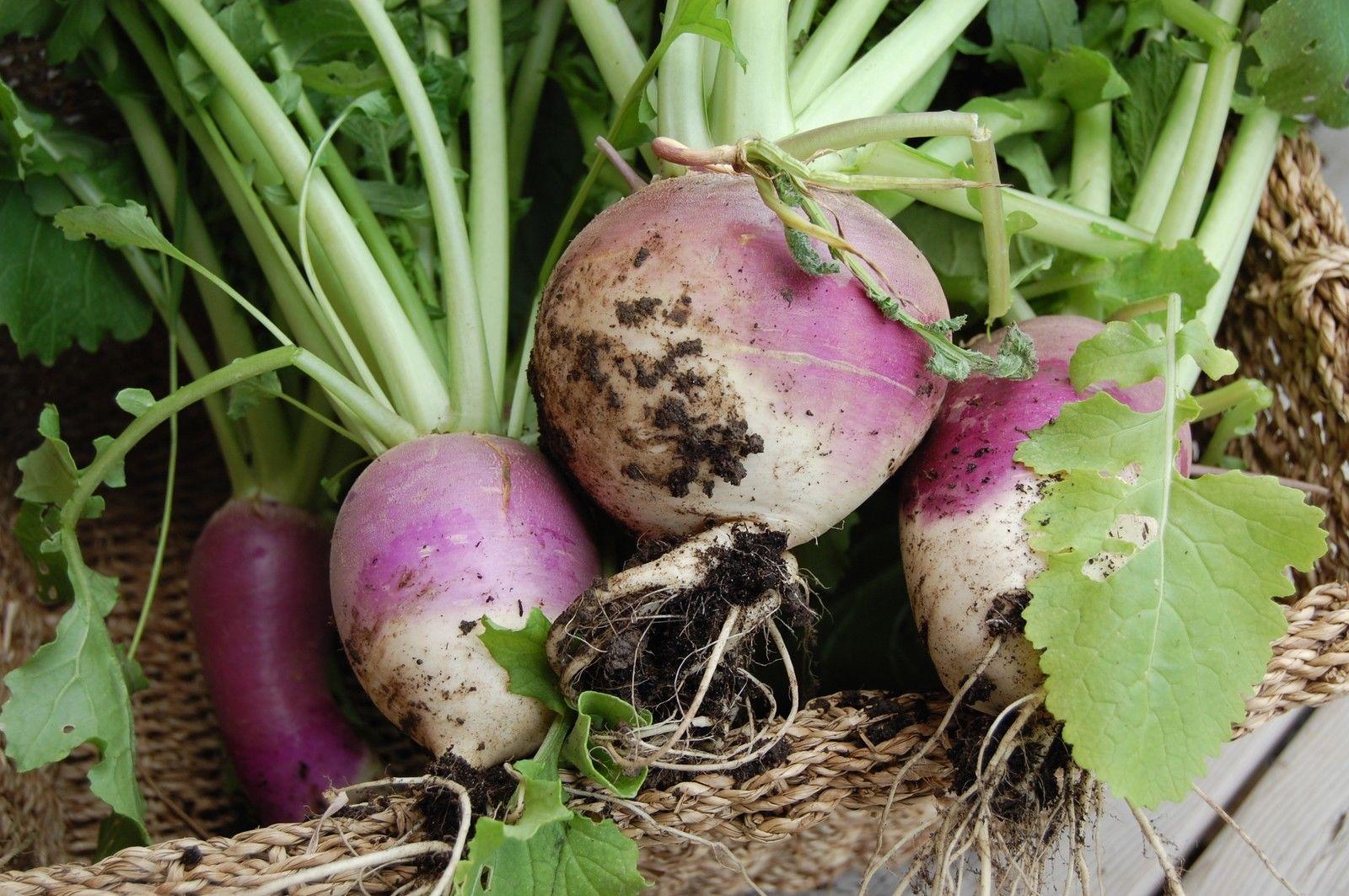 EXTREME SEEDS F1 Hybrid RAJA Turnip Purple Top Seeds (SHALGAM) Winter Season Vegetable Seeds
