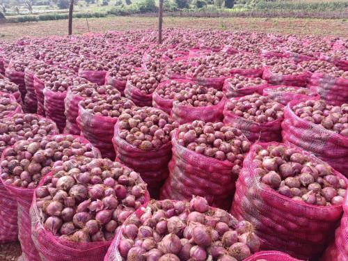 Jindal Nasik Red N-53 Onion Seeds - (Kanda, Pyaaz) High Yielding, Medium Red Flat Oval Bulbs For All Seasons