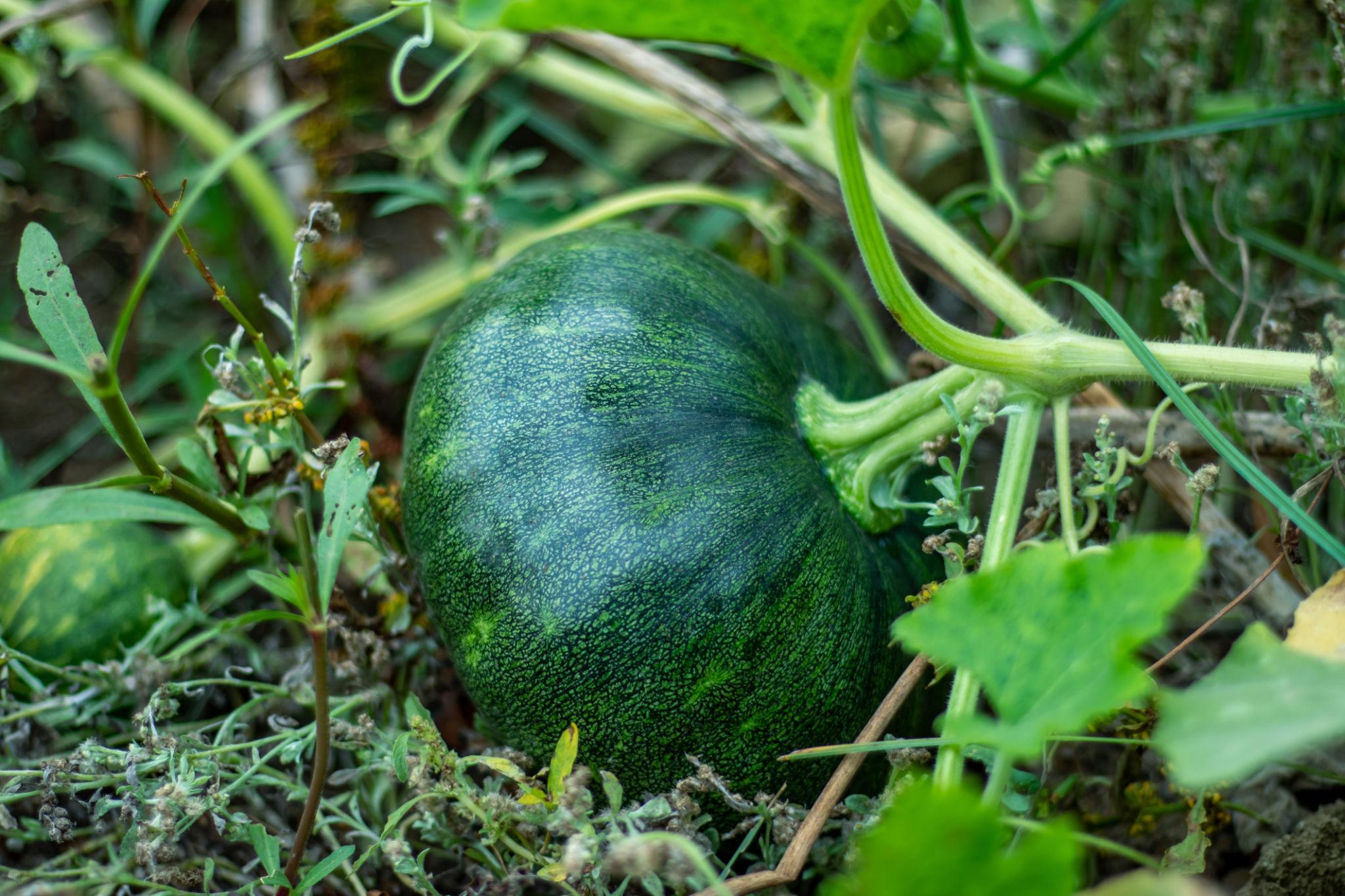 Team Seed F1 Hybrid TS-303 Pumpkin Seeds (Petha & Kaddu) High Yield Variety