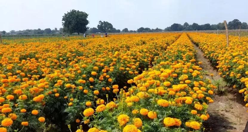 Indus F1 Hybrid KESAR Flower Seeds MariGold (GENDA)