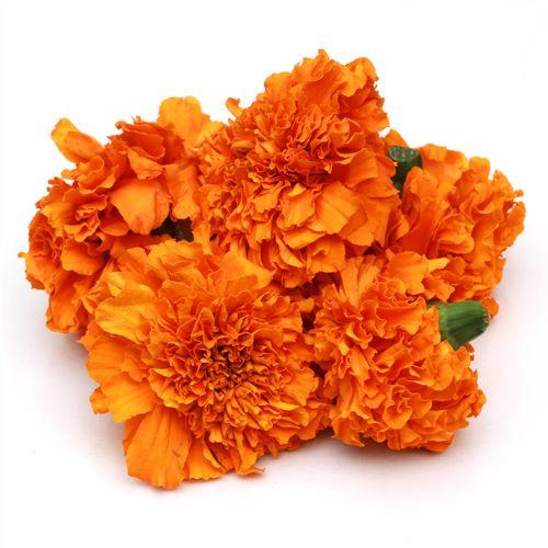 Indus Seeds F1 Hybrid Marigold Orange Bunch Hybrid Marigold Seeds With Compact Ball Shaped.